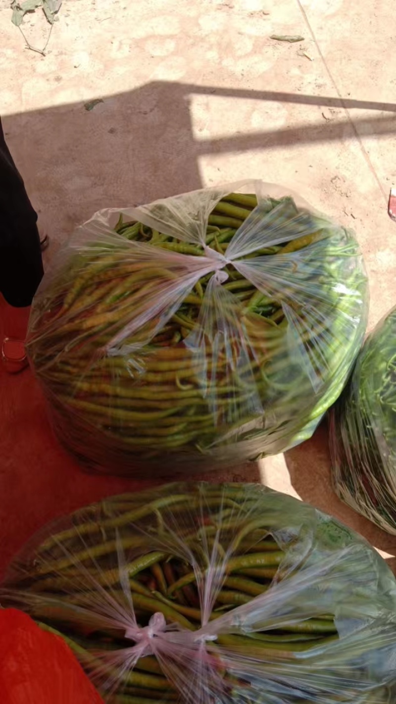 精品二荆条辣椒货源充足量大从优质量保证欢迎咨询