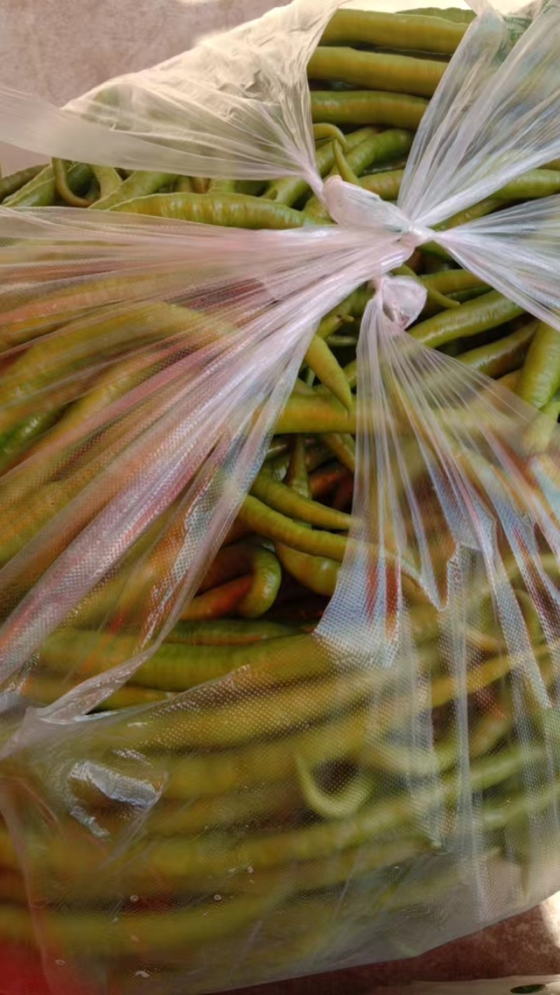精品二荆条辣椒货源充足量大从优质量保证欢迎咨询