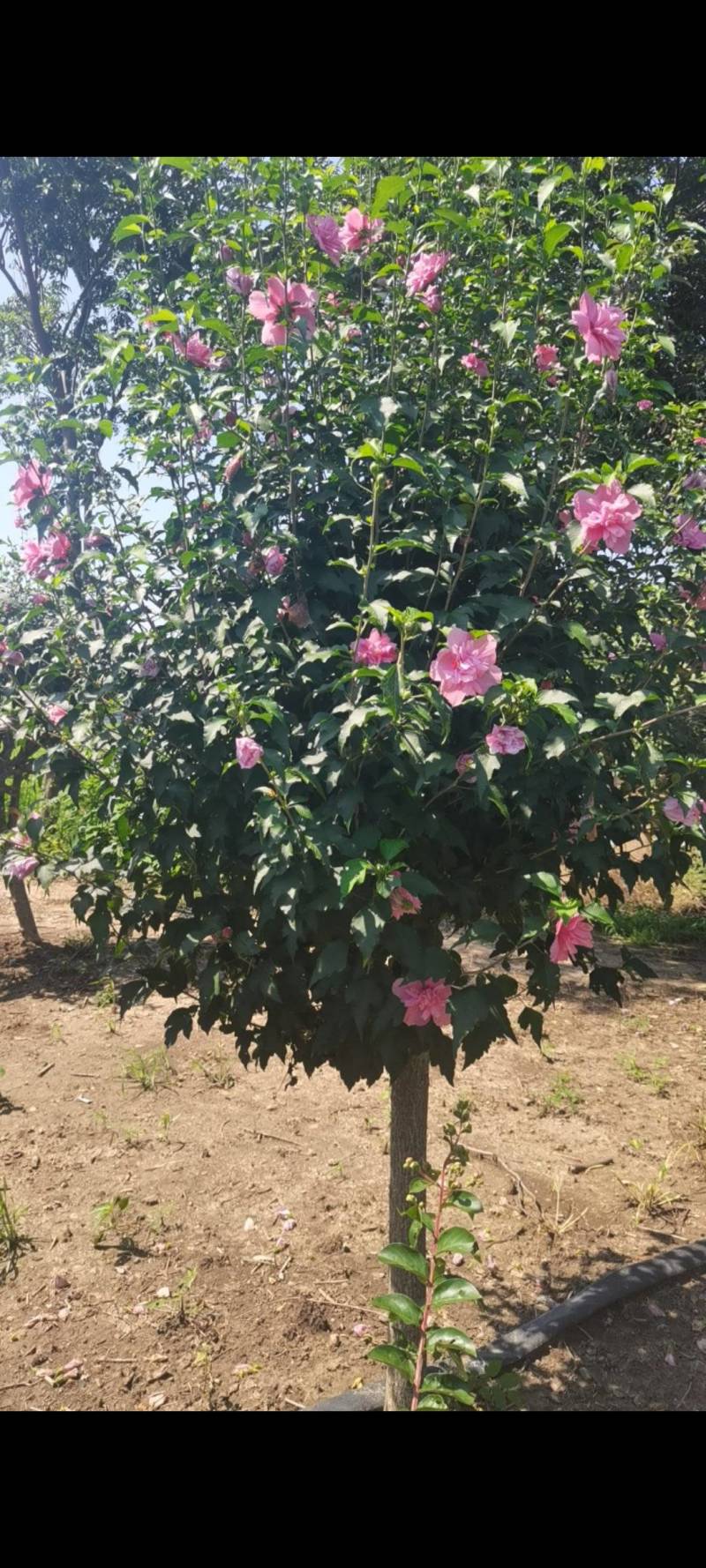 木槿