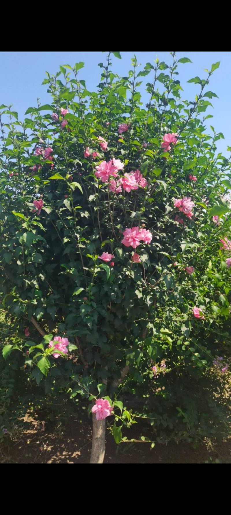 木槿