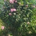 木槿