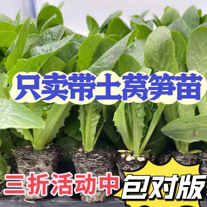 耐寒四季红莴苣苗秧苗青皮红叶紫莴笋苗批发价