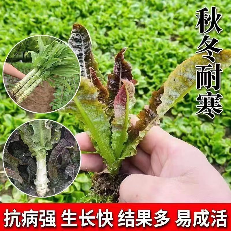 耐寒四季红莴苣苗秧苗青皮红叶紫莴笋苗批发价
