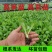 耐寒四季红莴苣苗秧苗青皮红叶紫莴笋苗批发价