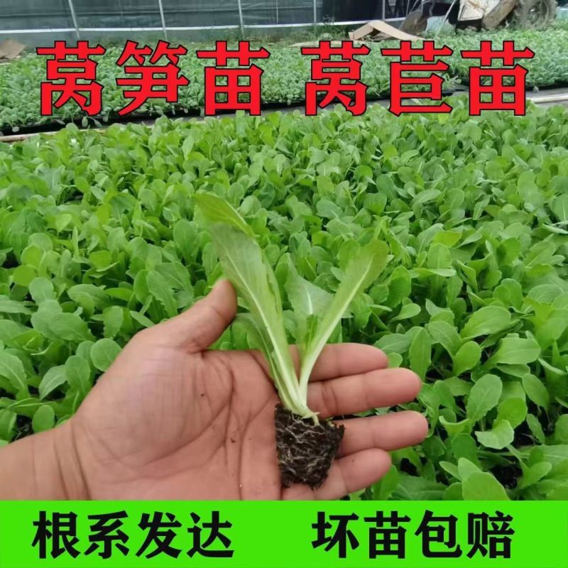 耐寒四季红莴苣苗秧苗青皮红叶紫莴笋苗批发价