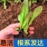 耐寒四季红莴苣苗秧苗青皮红叶紫莴笋苗批发价