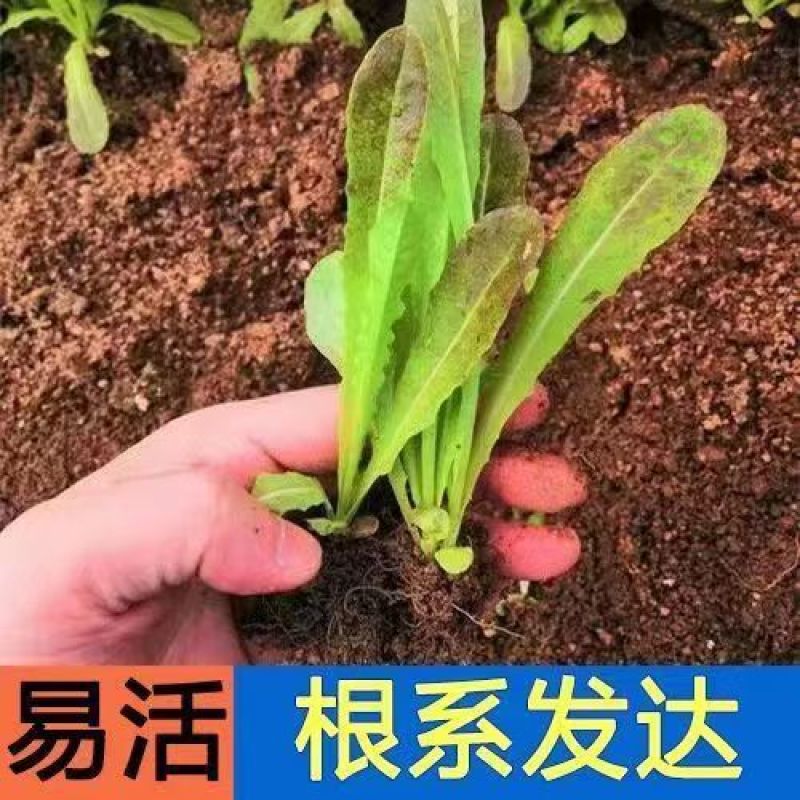 耐寒四季红莴苣苗秧苗青皮红叶紫莴笋苗批发价
