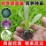 耐寒四季红莴苣苗秧苗青皮红叶紫莴笋苗批发价