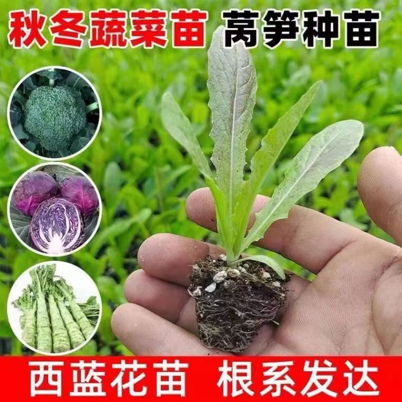 耐寒四季红莴苣苗秧苗青皮红叶紫莴笋苗批发价