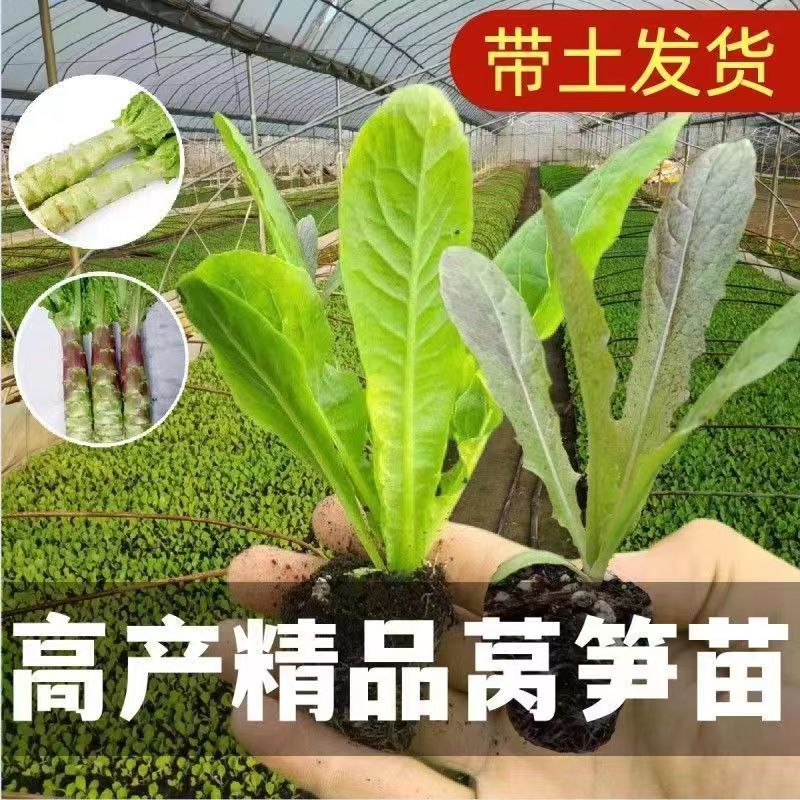 耐寒四季红莴苣苗秧苗青皮红叶紫莴笋苗批发价