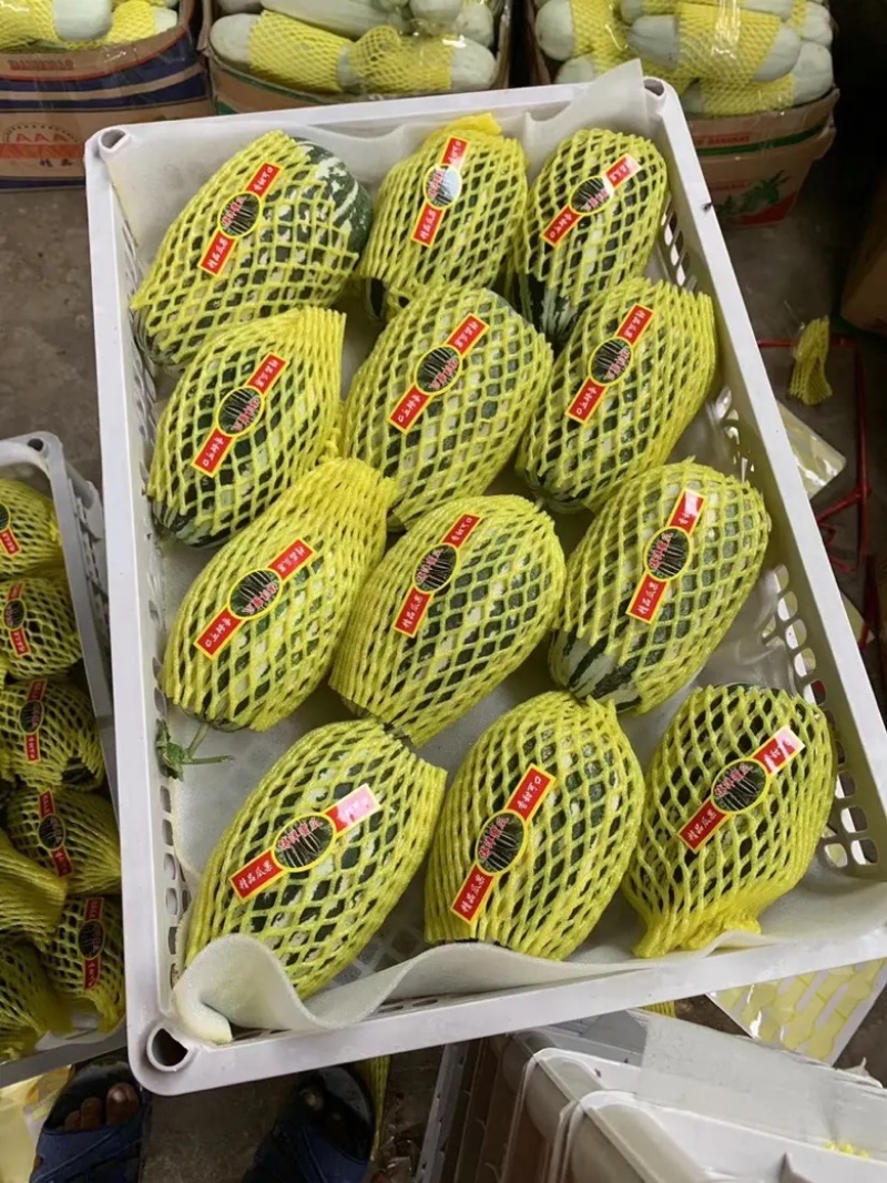 精品青县博洋甜瓜绿宝羊角蜜，产地直发大量供应