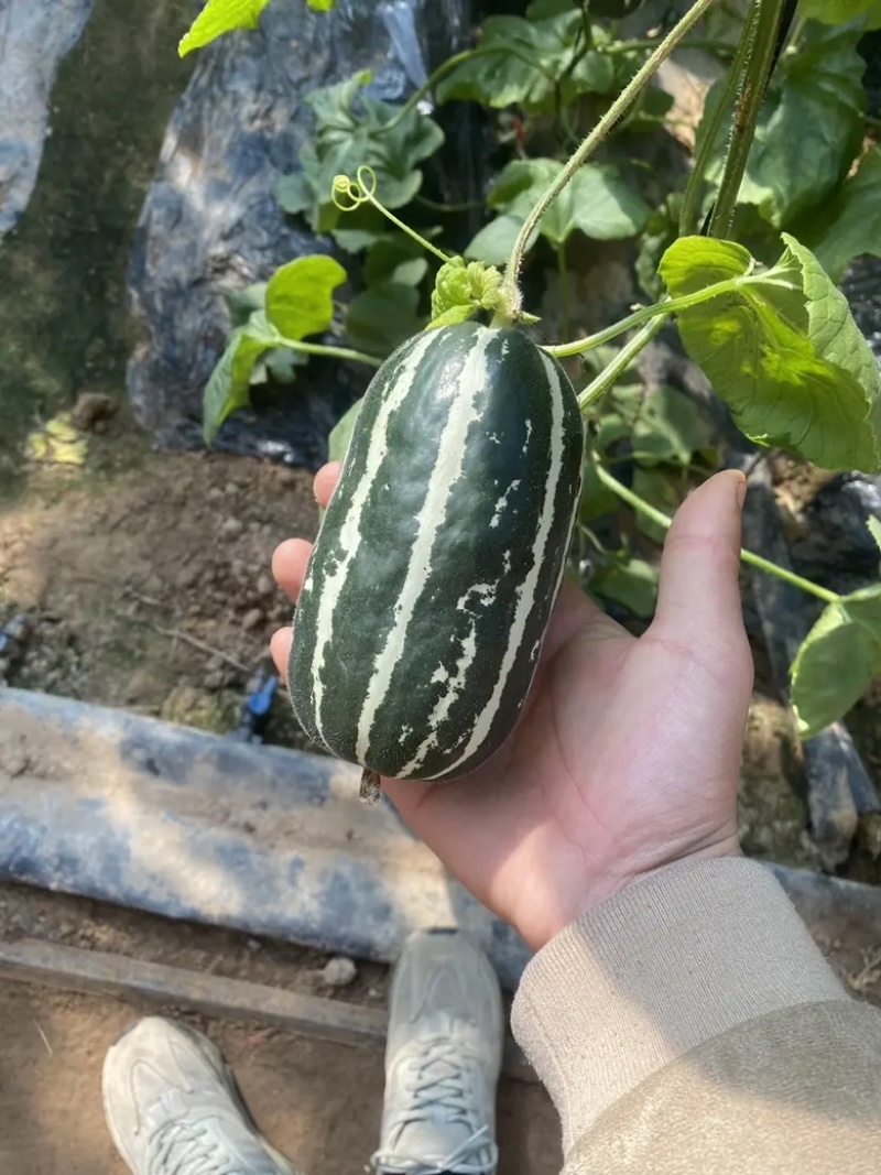 精品青县博洋甜瓜绿宝羊角蜜，产地直发大量供应