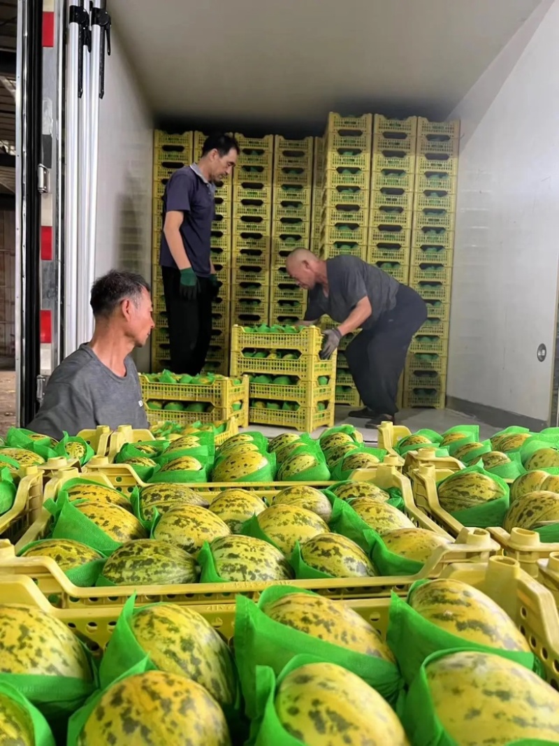 精品青县博洋甜瓜绿宝羊角蜜，产地直发大量供应