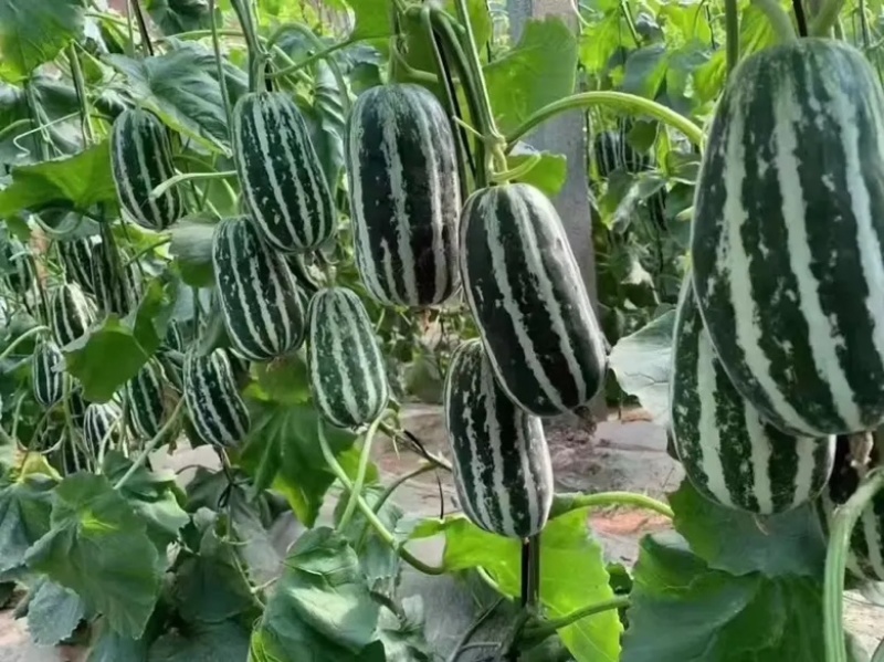 精品博洋甜瓜羊角蜜甜瓜博洋9号产地一手货源长期供应