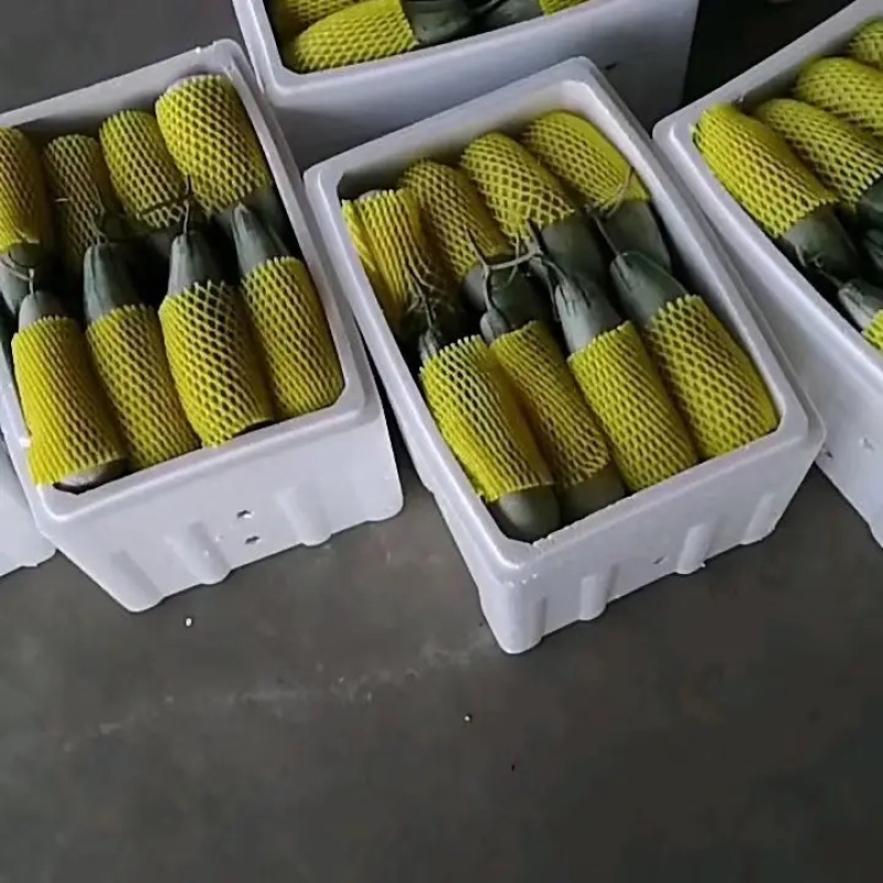 河北青县产地精品博洋甜瓜博洋系列各种甜瓜可视频