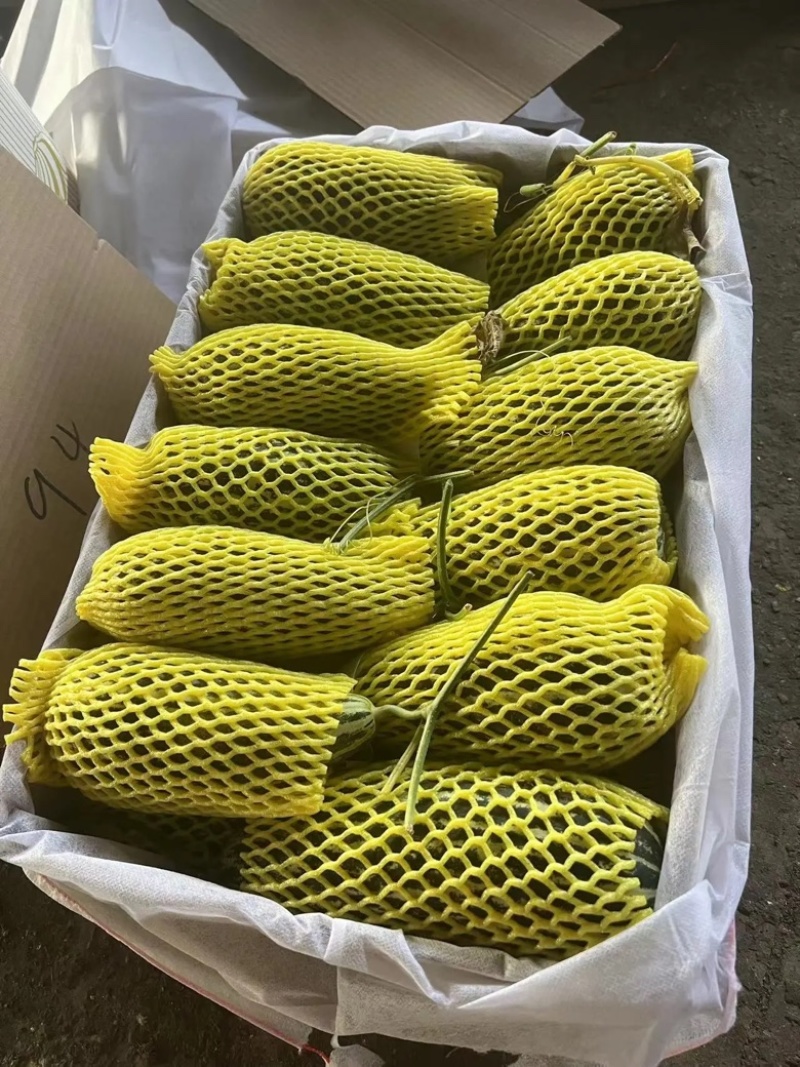 河北青县产地精品博洋甜瓜博洋系列各种甜瓜可视频