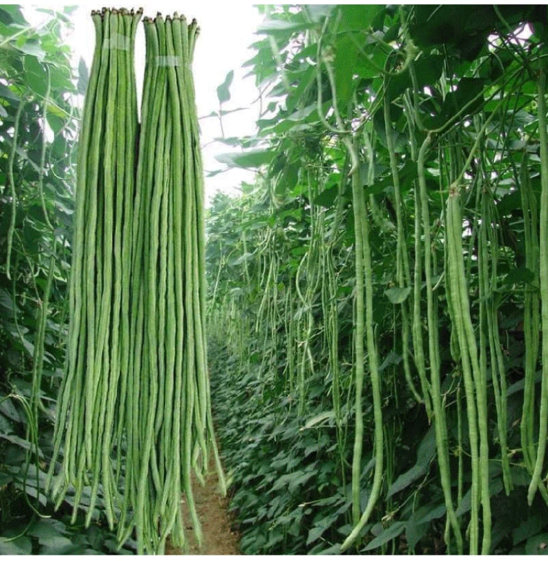 长豆角青条豆角