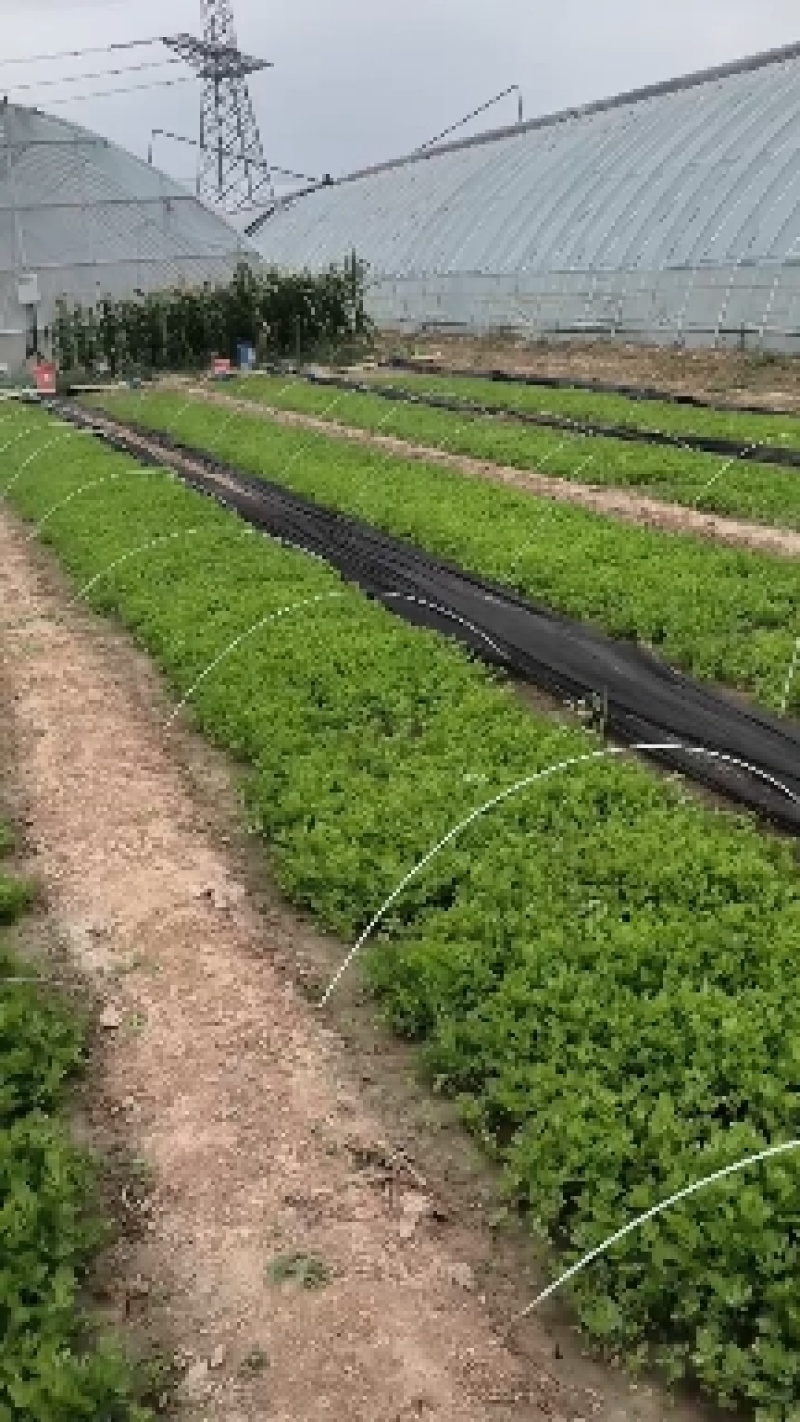 大量供应优质芹菜苗，法国皇后，成活率高，抗病性高，长期供