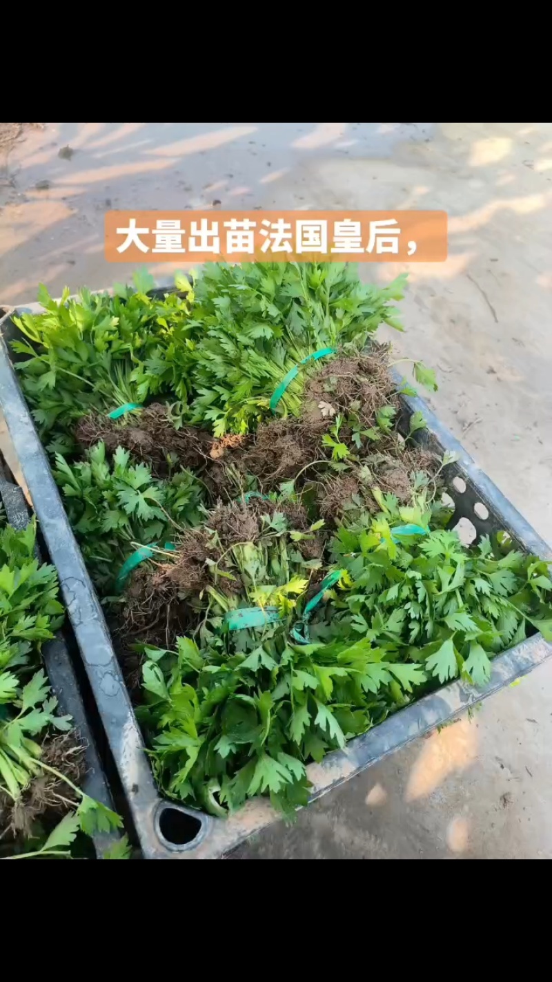 大量供应优质芹菜苗，法国皇后，成活率高，抗病性高，长期供