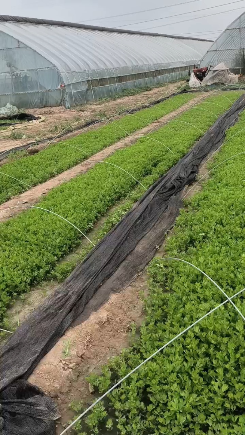 大量供应优质芹菜苗，法国皇后，成活率高，抗病性高，长期供