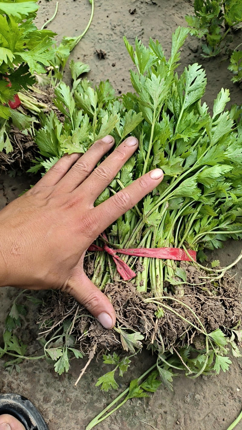 大量供应优质芹菜苗，法国皇后，成活率高，抗病性高，长期供
