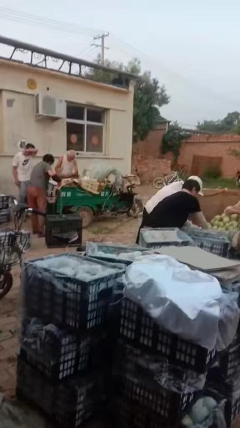 皇冠梨河北沧州皇冠梨大量供应中产地直发量大优惠