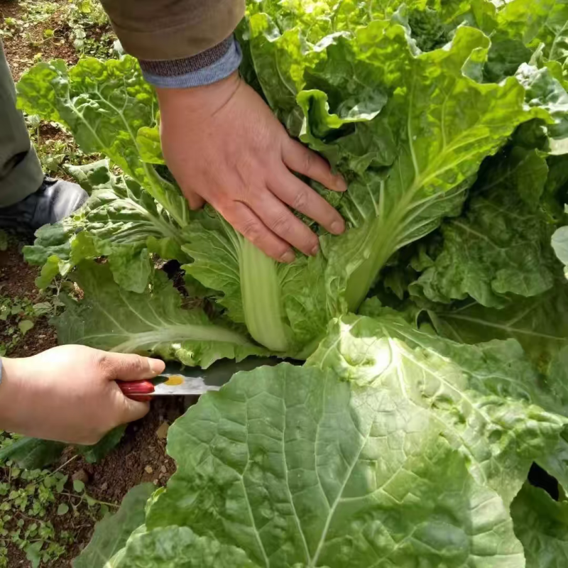 白菜，麻叶青白菜产地大量有货，商超市场可供应，保质保量