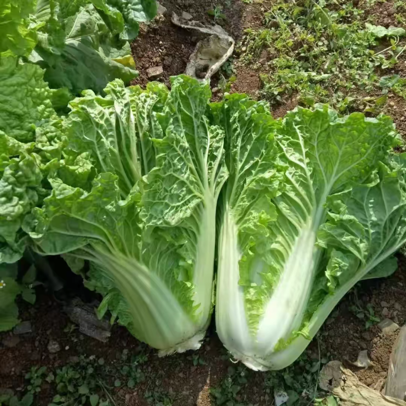 白菜，麻叶青白菜产地大量有货，商超市场可供应，保质保量