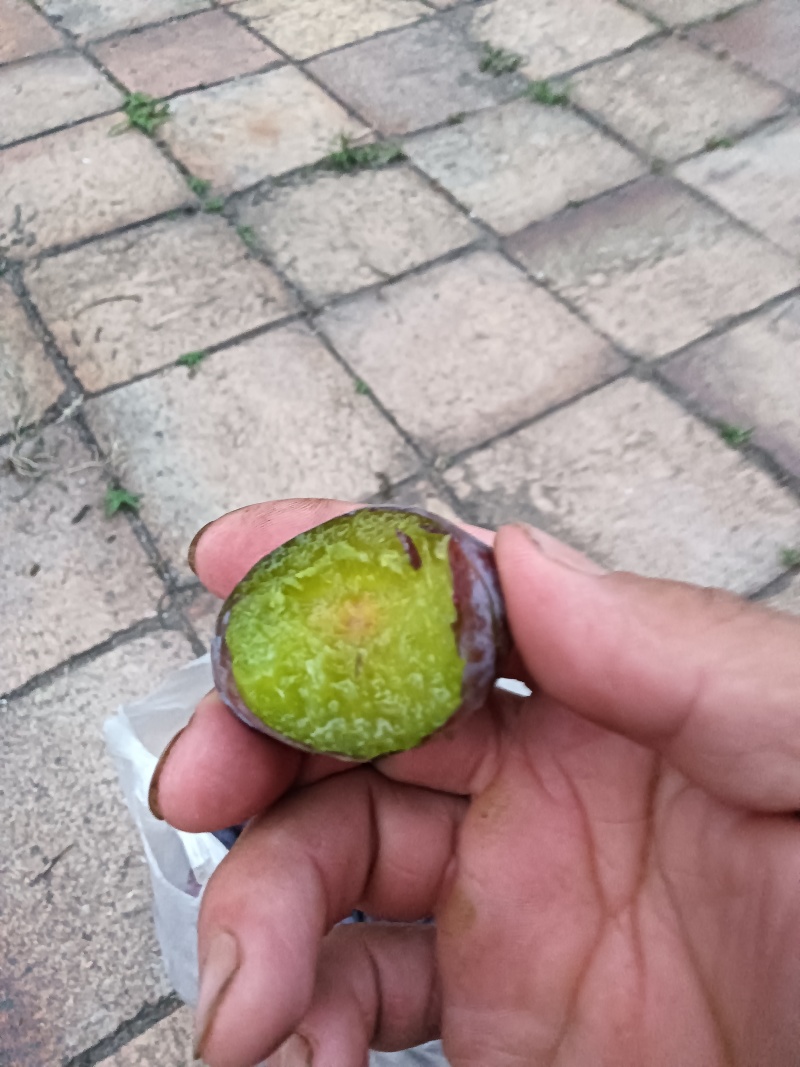 青梅