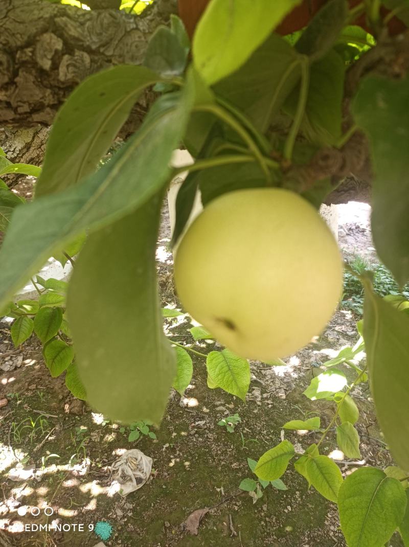 黄泛区农场黄金梨