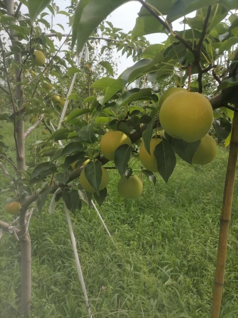 丹霞红梨山西产地直供大量上市品质保证价格优惠欢迎致电