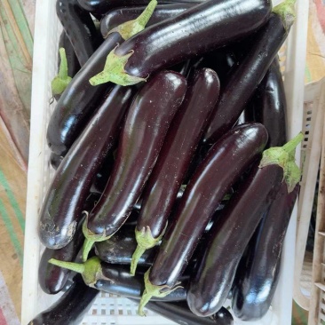 精品长茄