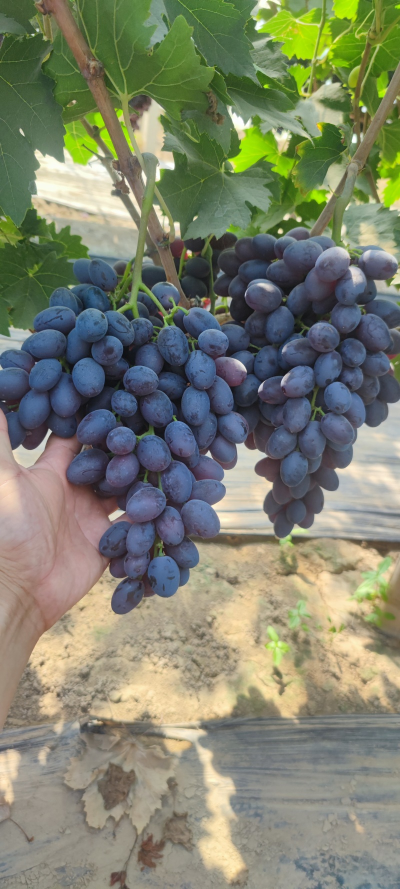 紫甜系列夏黑A17粒大色好