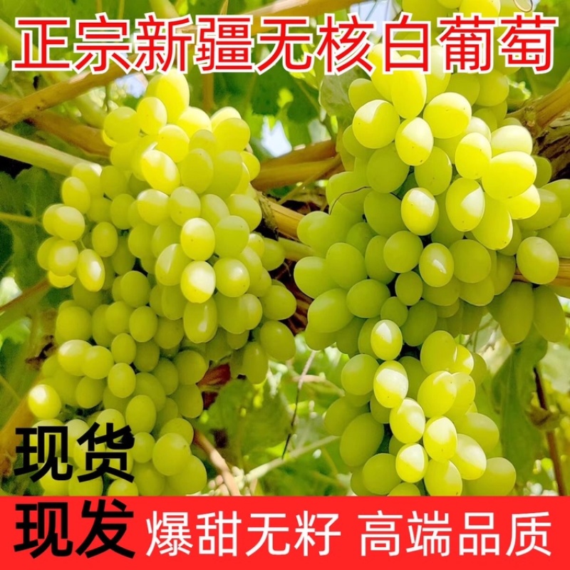 精品无核白葡萄新疆葡萄新鲜水果批发