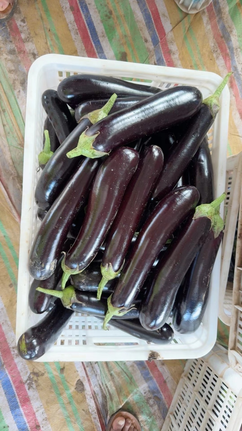 精品长茄