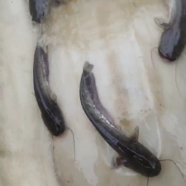 大口鲶鱼