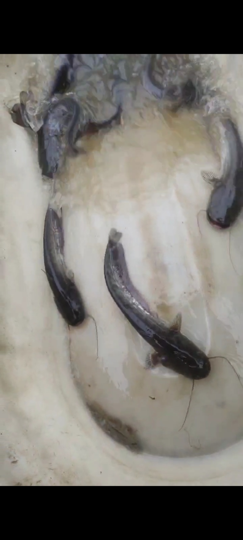 大口鲶鱼