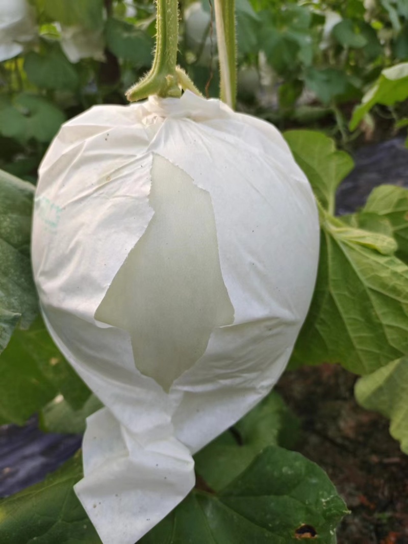 电商货玉菇上市1.5-3斤9成熟糖度16/17