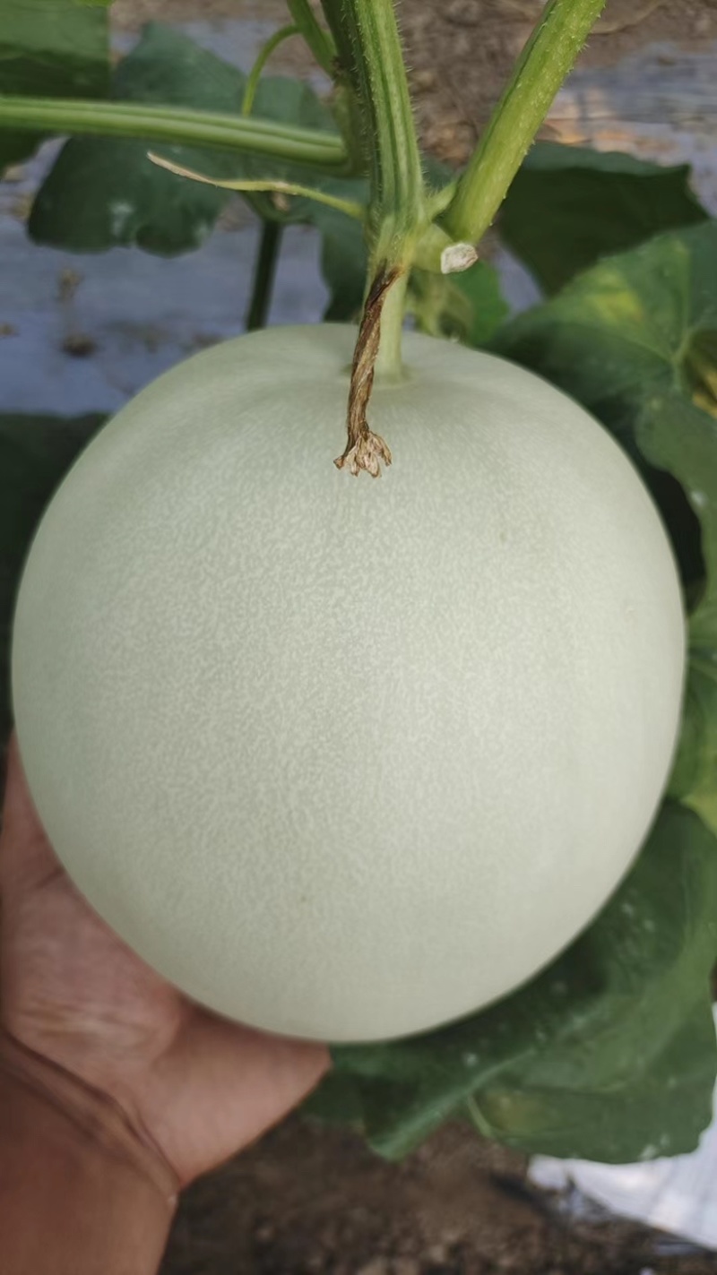电商货玉菇上市1.5-3斤9成熟糖度16/17