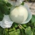 电商货玉菇上市1.5-3斤9成熟糖度16/17