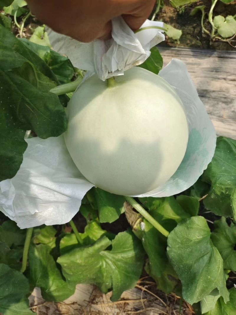 电商货玉菇上市1.5-3斤9成熟糖度16/17