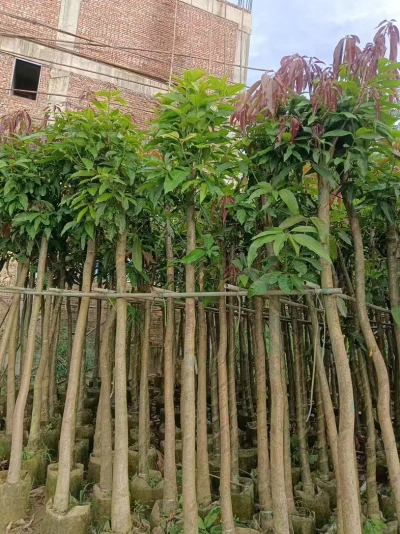 芒果树10～15公分产地直发规格齐全质量保证