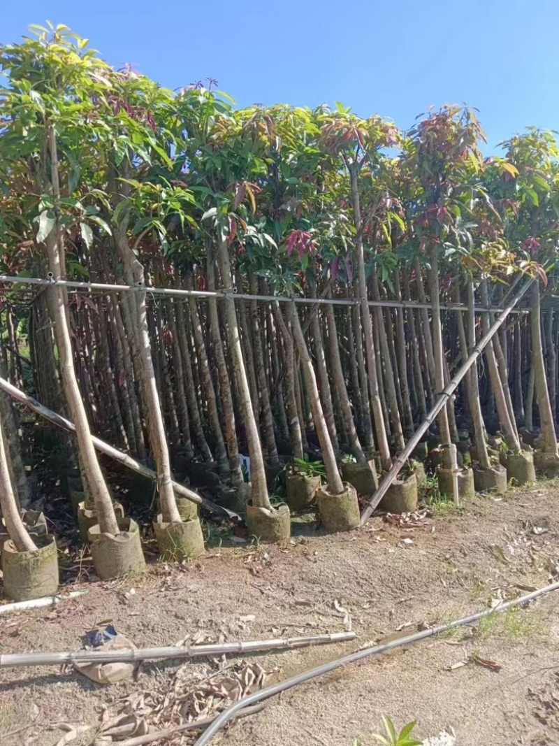 芒果树10～15公分产地直发规格齐全质量保证