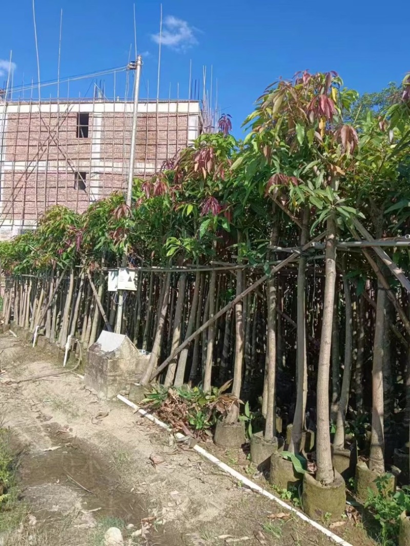 芒果树10～15公分产地直发规格齐全质量保证