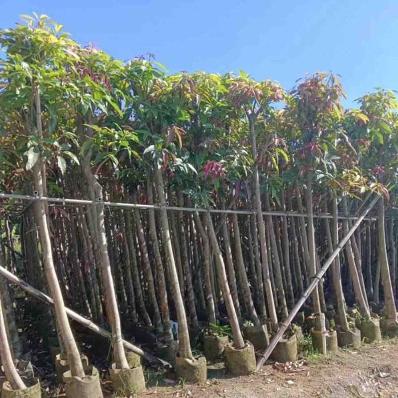 芒果树10～15公分产地直发规格齐全质量保证