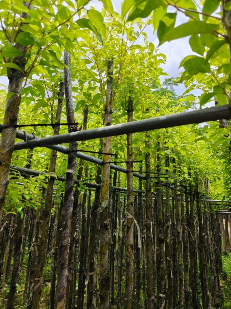 光杆香樟4～15公分产地直发规格齐全质量保证