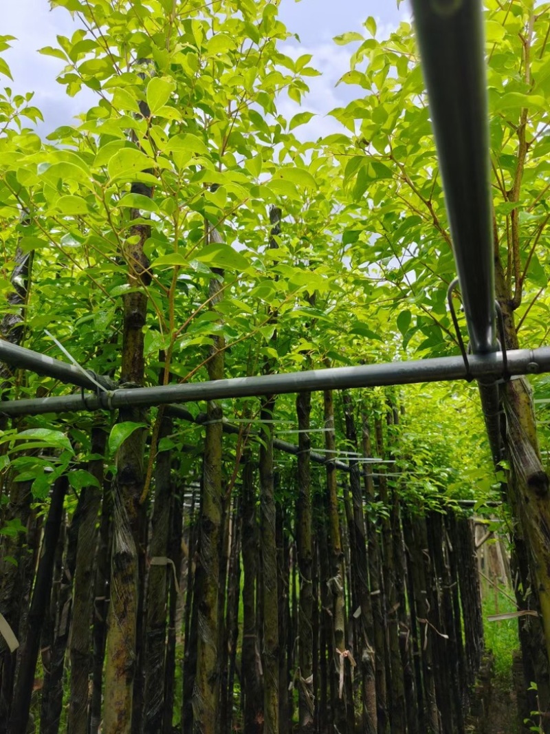 光杆香樟4～15公分产地直发规格齐全质量保证