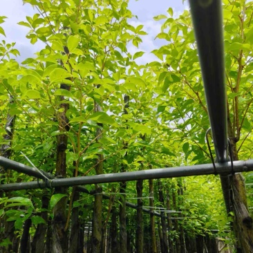 光杆香樟4～15公分产地直发规格齐全质量保证