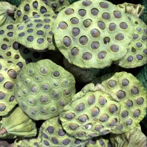 花蓬老蓬大量现货