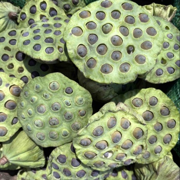 花蓬老蓬大量现货